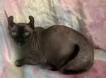 Lilith - Sphynx Cat For Sale - Dresden&comma; OH&comma; US