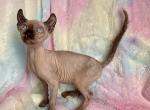 Luna - Sphynx Kitten For Sale - Dresden&comma; OH&comma; US