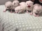 Babs and Poldarks Babies - British Shorthair Kitten For Sale - OR&comma; US