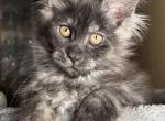 Amaris - Maine Coon Kitten For Sale - Unionville&comma; TN&comma; US