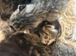 Maine coon Siamese mix - Domestic Kitten For Sale - Leominster&comma; MA&comma; US