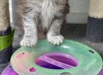 Liberty - Maine Coon Kitten For Sale - Unionville&comma; TN&comma; US