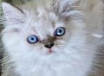 Lenny - Persian Kitten For Sale - 