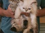 Tabby - Persian Kitten For Sale - 
