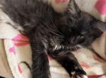 Black smoke - Maine Coon Kitten For Sale - Elkland&comma; MO&comma; US