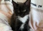 Black white - Maine Coon Kitten For Sale - Elkland&comma; MO&comma; US