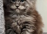Justice - Maine Coon Cat For Sale - Unionville&comma; TN&comma; US