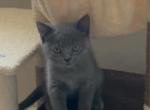 Scottish straight - Scottish Straight Kitten For Sale - Antioch&comma; CA&comma; US