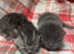 Munchkins babies - Munchkin Kitten For Sale - Westfield&comma; NY&comma; US
