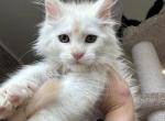 Ruby Lucky Leo Rossy Rock - Maine Coon Kitten For Sale - Springfield&comma; IL&comma; US