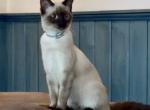LUNA - Siamese Kitten For Sale - 