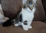 Sammy - Domestic Kitten For Sale - Prescott Valley&comma; AZ&comma; US