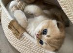 Cashew - Scottish Fold Kitten For Sale/Service - W Springfield&comma; MA&comma; US