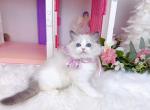 Playful Munchkin Kittens - Munchkin Kitten For Sale - Montreal&comma; Quebec&comma; US