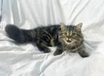 Baby boy - Persian Kitten For Sale - 