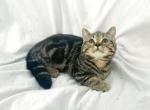 Short boy - Munchkin Kitten For Sale - 