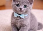 Playful Russian Blue Kittens Ready Now - Russian Blue Kitten For Sale - Montreal&comma; Quebec&comma; US