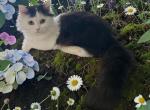 Sola - Minuet Cat For Sale - Milford&comma; OH&comma; US