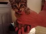 no name - Domestic Kitten For Sale - Crooked Creek&comma; PA&comma; US