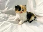 Persian babies - Persian Kitten For Sale - Milford&comma; OH&comma; US