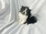 Rachel - Exotic Kitten For Sale - Milford&comma; OH&comma; US