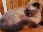 Hershy - Scottish Fold Kitten For Sale - Howell&comma; MI&comma; US