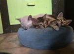 Littles - British Shorthair Kitten For Sale - Denver&comma; CO&comma; US