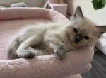 Lilys Babies - Ragdoll Kitten For Sale - Burton&comma; MI&comma; US