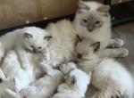 Lilys Litter - Ragdoll Kitten For Sale - Burton&comma; MI&comma; US