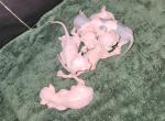 Love - Sphynx Kitten For Sale - Waterloo&comma; IA&comma; US