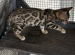 Lucie - Bengal Kitten For Sale - Macon&comma; MO&comma; US