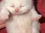 TICA ragdolls - Ragdoll Kitten For Sale - Williamsport&comma; OH&comma; US
