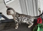 Mo - Bengal Kitten For Sale - Macon&comma; MO&comma; US