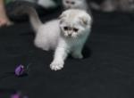 Bella - Scottish Fold Kitten For Sale - 