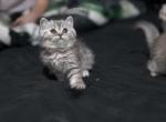 Tabby - Scottish Straight Kitten For Sale - 