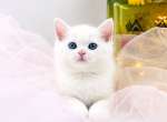 Scottish Straight Male cute Kitten - Scottish Straight Kitten For Sale - Orlando&comma; FL&comma; US