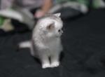 Chinchilla - Scottish Straight Kitten For Sale - Staten Island&comma; NY&comma; US