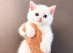 White Scottish Straight Boy - Scottish Straight Kitten For Sale - Orlando&comma; FL&comma; US
