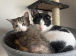 Primrose and Montero - Domestic Cat For Sale - TN&comma; US