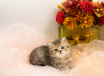 Scottish Straight Golden Shaded GirL - Scottish Straight Kitten For Sale - Orlando&comma; FL&comma; US
