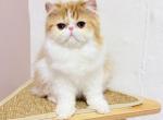 Peele - Persian Kitten For Sale - 