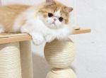 Key is reserved - Persian Kitten For Sale - 