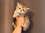 Scottish Straight Golden GirL - Scottish Straight Kitten For Sale - Orlando&comma; FL&comma; US