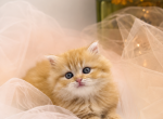 Cute kitten Scottish Straight Female - Scottish Straight Kitten For Sale - Orlando&comma; FL&comma; US