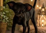Bonnie - Oriental Kitten For Sale - Mooresville&comma; NC&comma; US