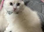 Future STUD Kats ravishing Ragdolls NOT FOR SALE - Ragdoll Kitten For Sale/Service - Lancaster&comma; PA&comma; US