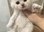 Emma - British Shorthair Kitten For Sale - Plainview&comma; NY&comma; US