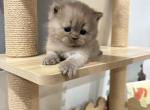 Lucas - British Shorthair Kitten For Sale - Plainview&comma; NY&comma; US