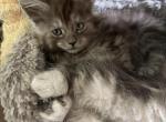 Smoke grey polydactyl female - Maine Coon Kitten For Sale - Chapel Hill&comma; NC&comma; US