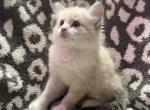 Your choice - Siamese Kitten For Sale - West Springfield&comma; MA&comma; US